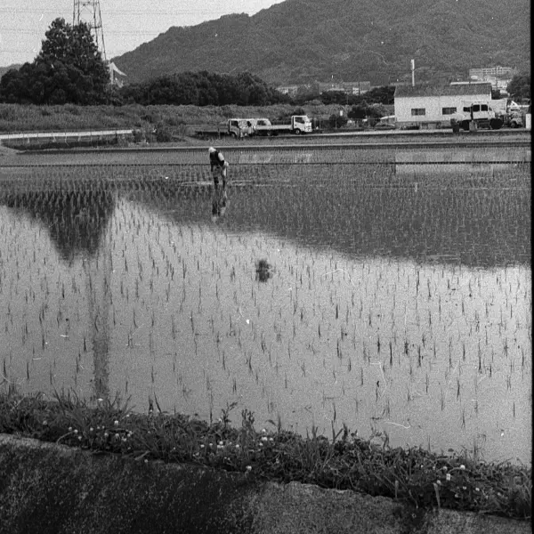 Rice Plant Rice Plant