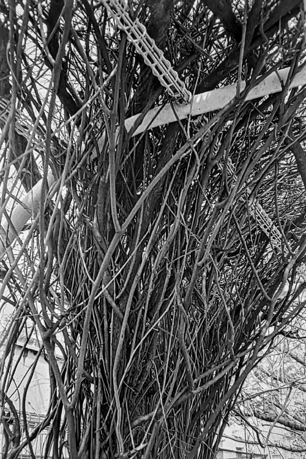 Wisteria Branches